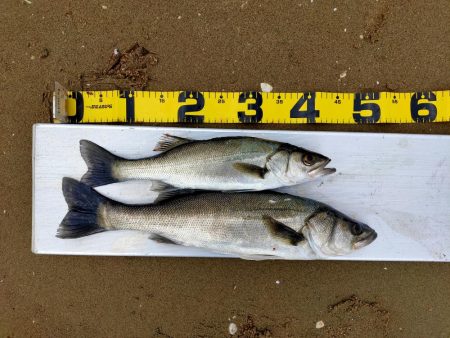 100均メタルバイブで60オーバー