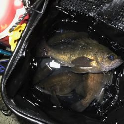 フロートにて尺メバル