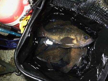 フロートにて尺メバル