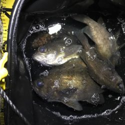 やっぱり尺越えは一匹でした