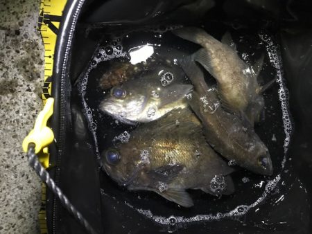 やっぱり尺越えは一匹でした