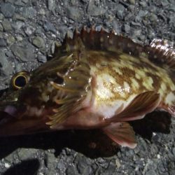 釣りデビュー　118日目