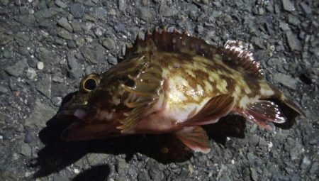 釣りデビュー　118日目