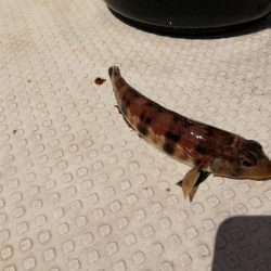 今季初カレイ釣り