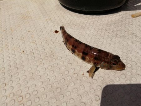 今季初カレイ釣り
