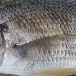 釣りデビュー　124日目