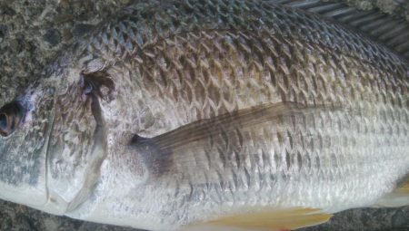 釣りデビュー　124日目