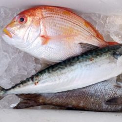 康仁丸・ジギング釣り果