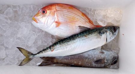 康仁丸・ジギング釣り果