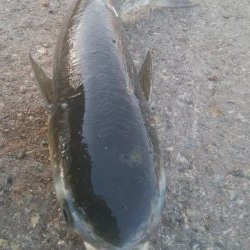 釣りデビュー　125日目