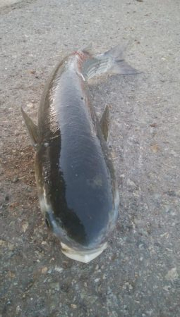 釣りデビュー　125日目