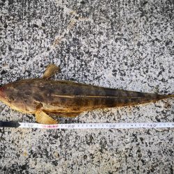 １０日ぶりにやっと釣れました