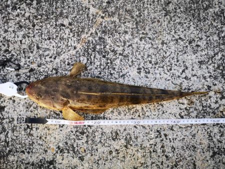 １０日ぶりにやっと釣れました