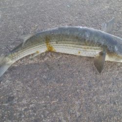 釣りデビュー　126日目