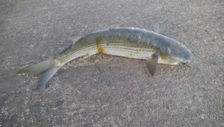 釣りデビュー　126日目