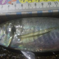 釣りデビュー　128日目