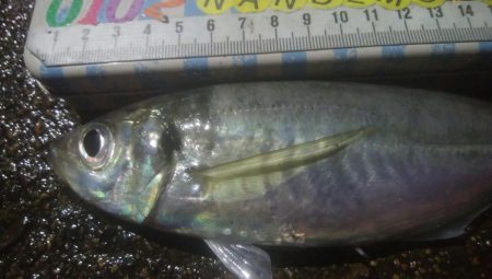 釣りデビュー　128日目