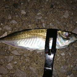 アジ釣り