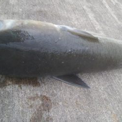 釣りデビュー 129日目