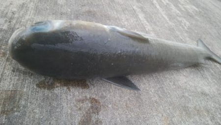 釣りデビュー 129日目