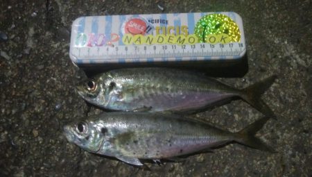 釣りデビュー　130日目
