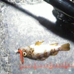 パワーイソメ無双