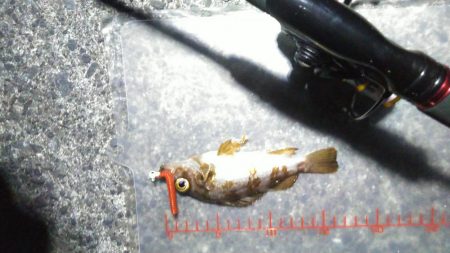 パワーイソメ無双