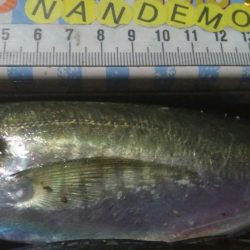 釣りデビュー　131日目