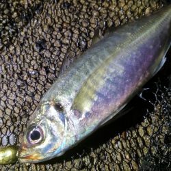 雨上がりのメバルスプーニング&アジ