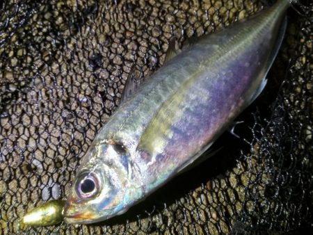 雨上がりのメバルスプーニング&アジ