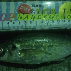 釣りデビュー　132日目