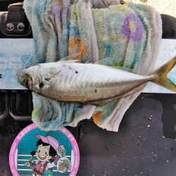 アジ・・・バラシ一回・・