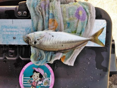 アジ・・・バラシ一回・・