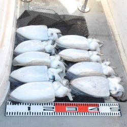 SOUTH釣果 欲張りプラン