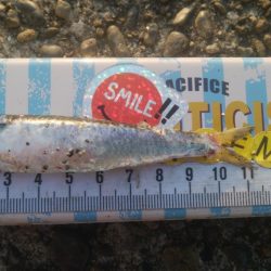 釣りデビュー　135日目