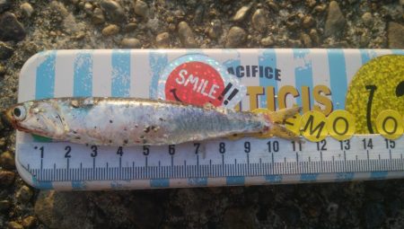 釣りデビュー　135日目