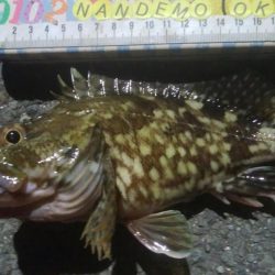 釣りデビュー 138日目