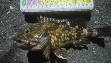 釣りデビュー　138日目