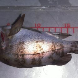 突風メバリング