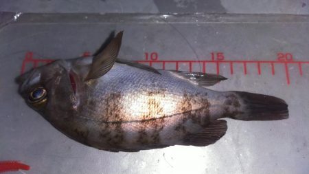 突風メバリング