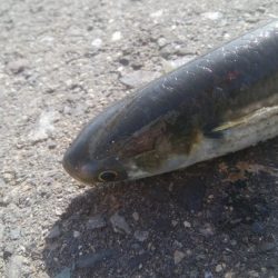 釣りデビュー　140日目