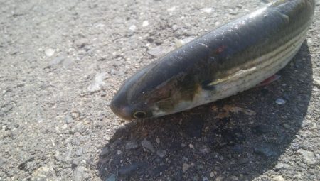 釣りデビュー　140日目