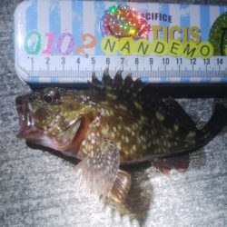 釣りデビュー　141日目