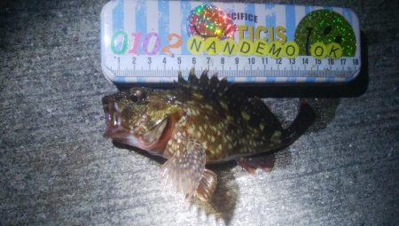 釣りデビュー　141日目