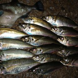 アジ少し安定？