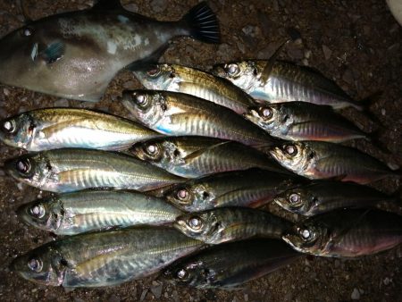 アジ少し安定？