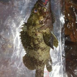 小雨カサゴリング