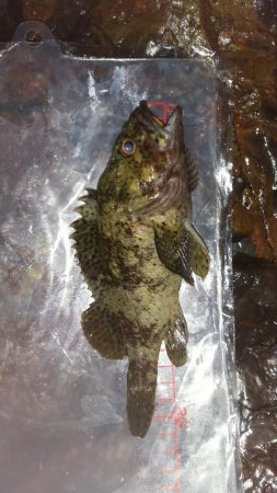 小雨カサゴリング