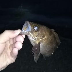 メバリング雨後