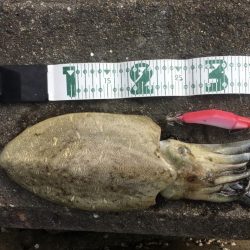 A.P.P フィッシングガイドサービス　イカチェックへRIDEON！